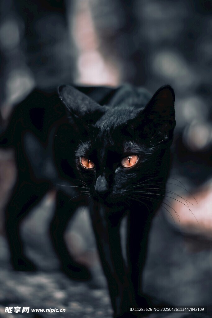 暗夜红眼黑猫