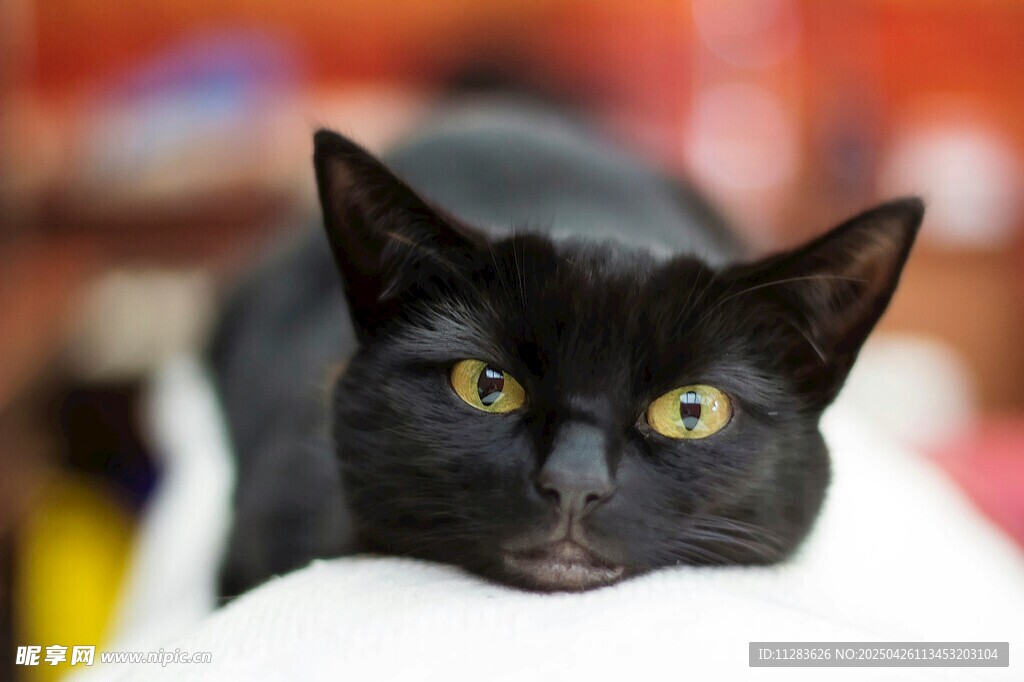 黑猫趴卧眼神灵动