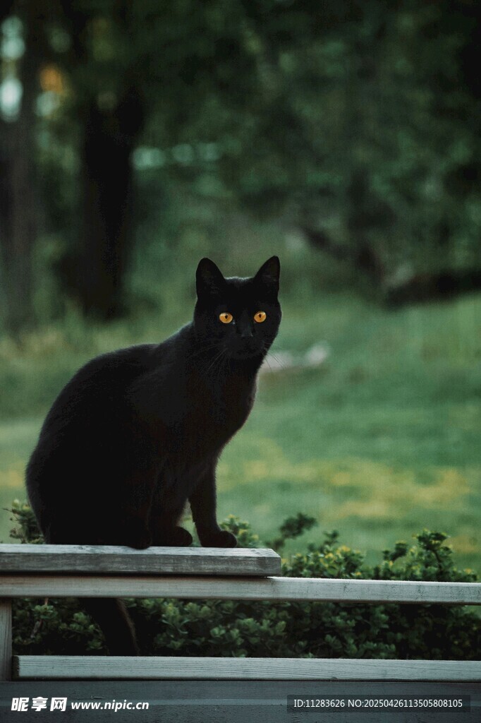 黑猫静立户外平台