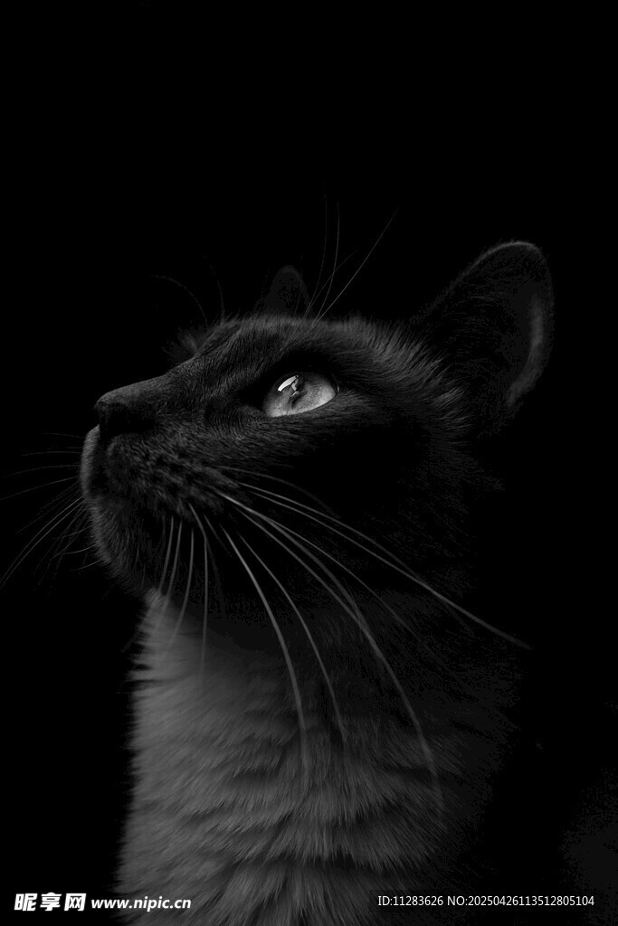 仰头黑猫特写