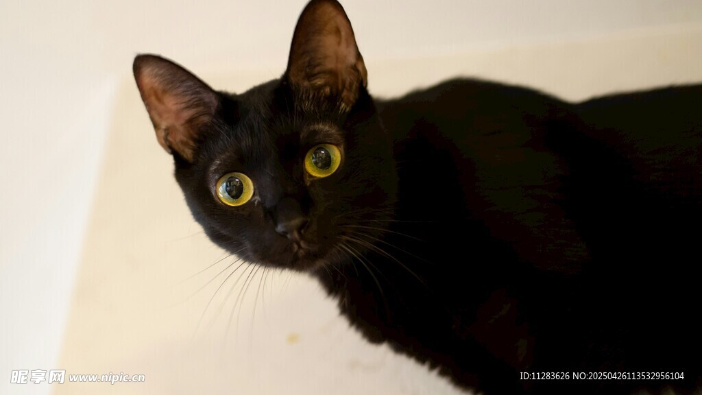 黑猫歪头好奇模样