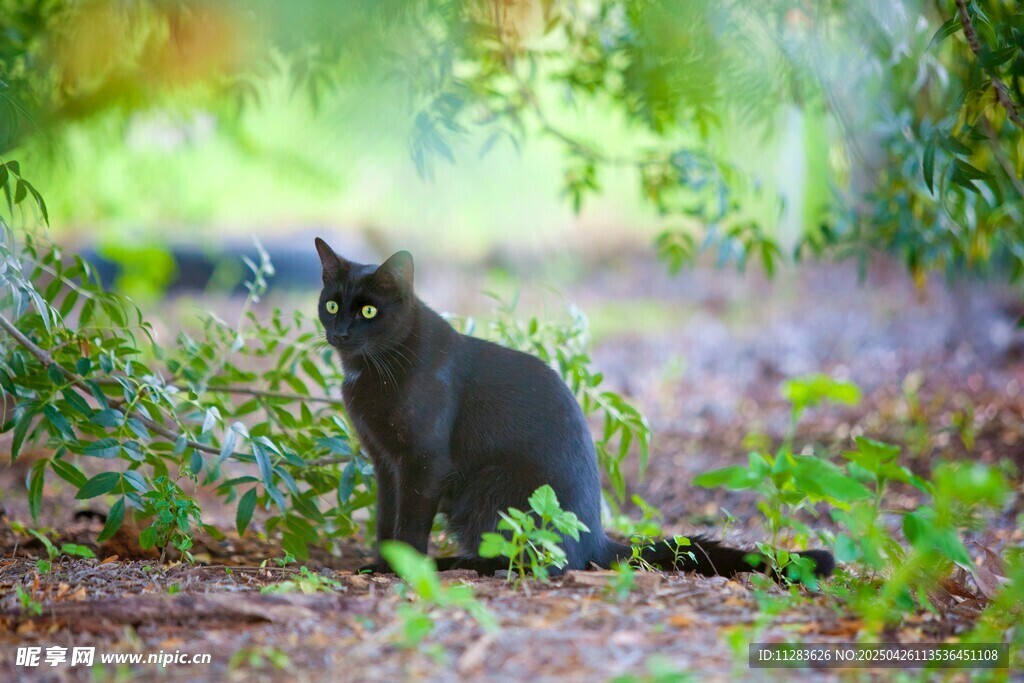 林间黑猫