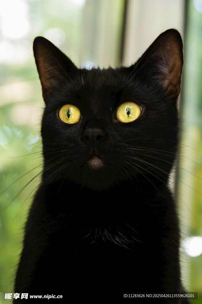 黑猫凝视窗外绿意