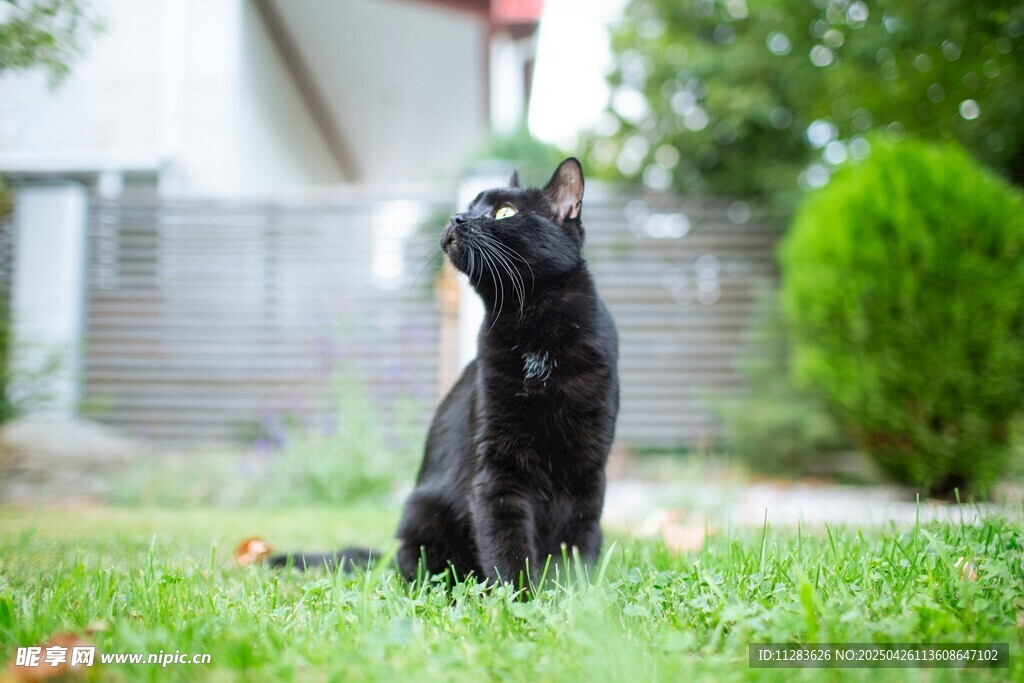 黑猫端坐于翠绿草坪上