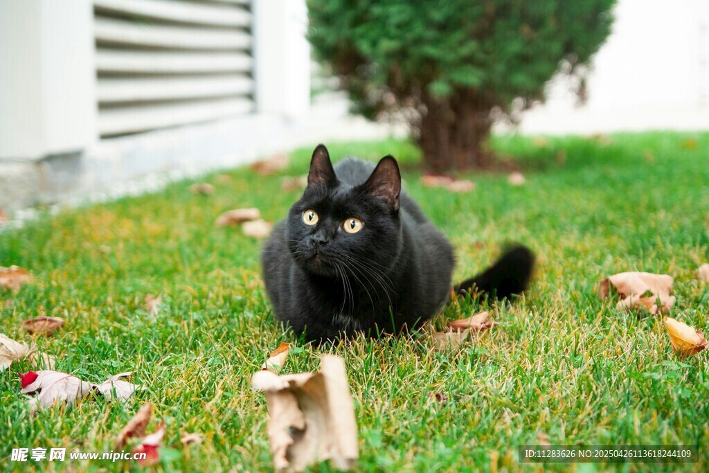 黑猫静卧于翠绿草坪间