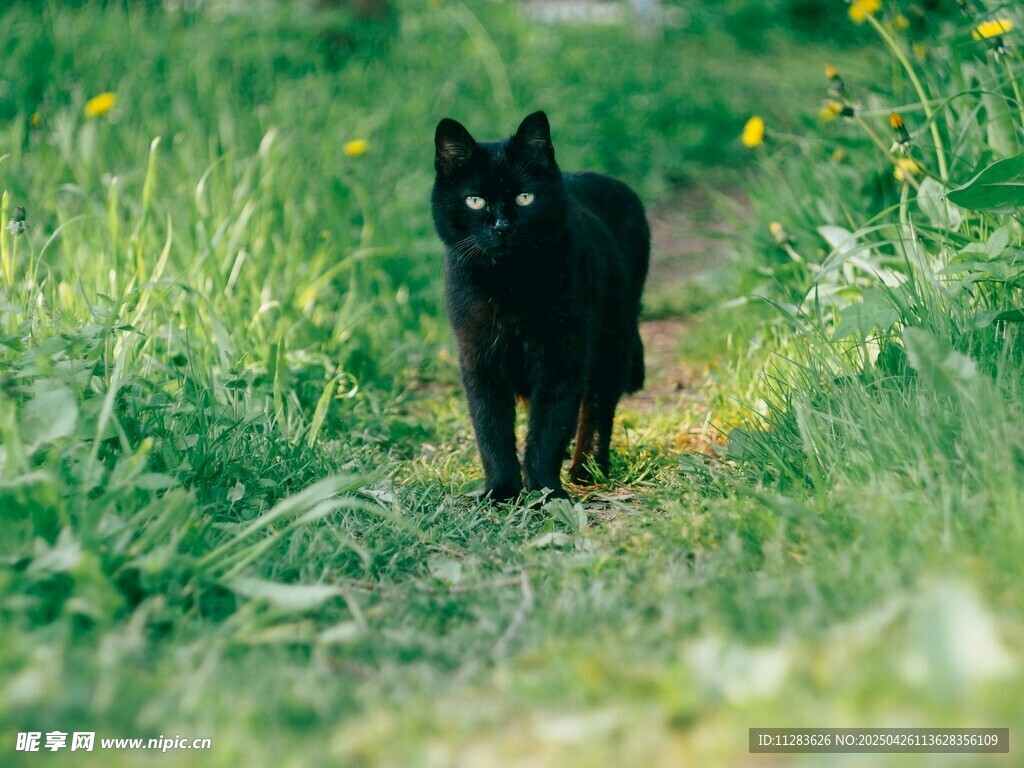 草地上的黑猫