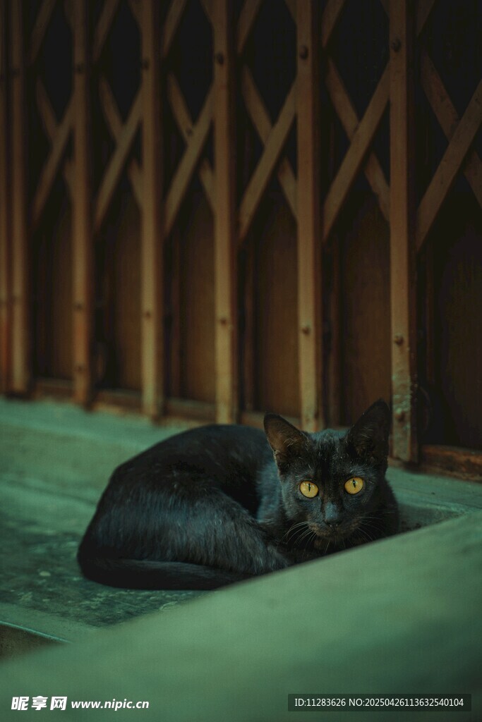 黑猫蜷卧于古朴背景中