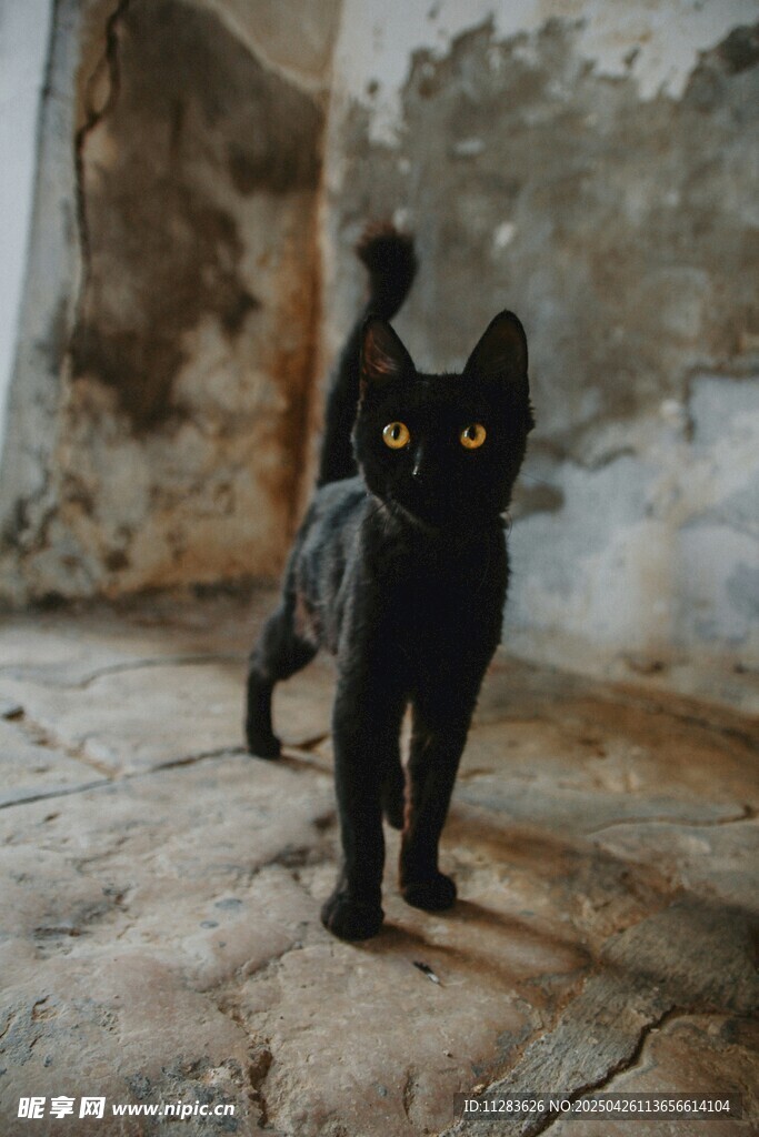 废弃屋内的黑猫