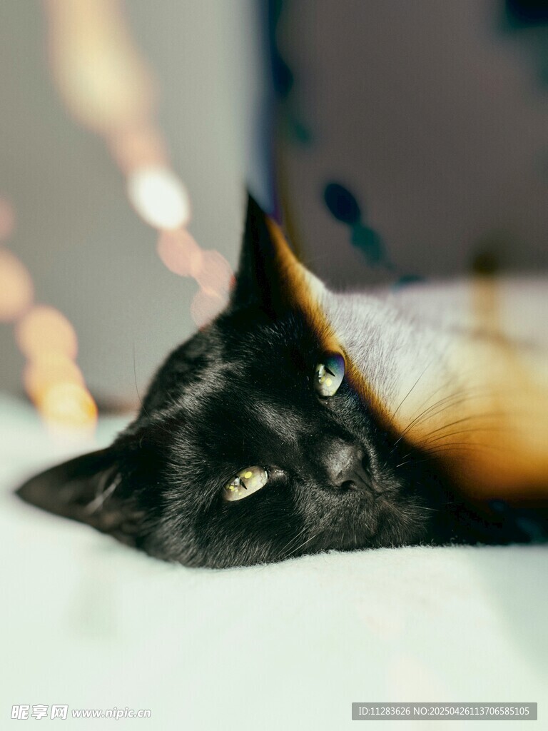 黑猫慵懒躺卧露好奇眼神