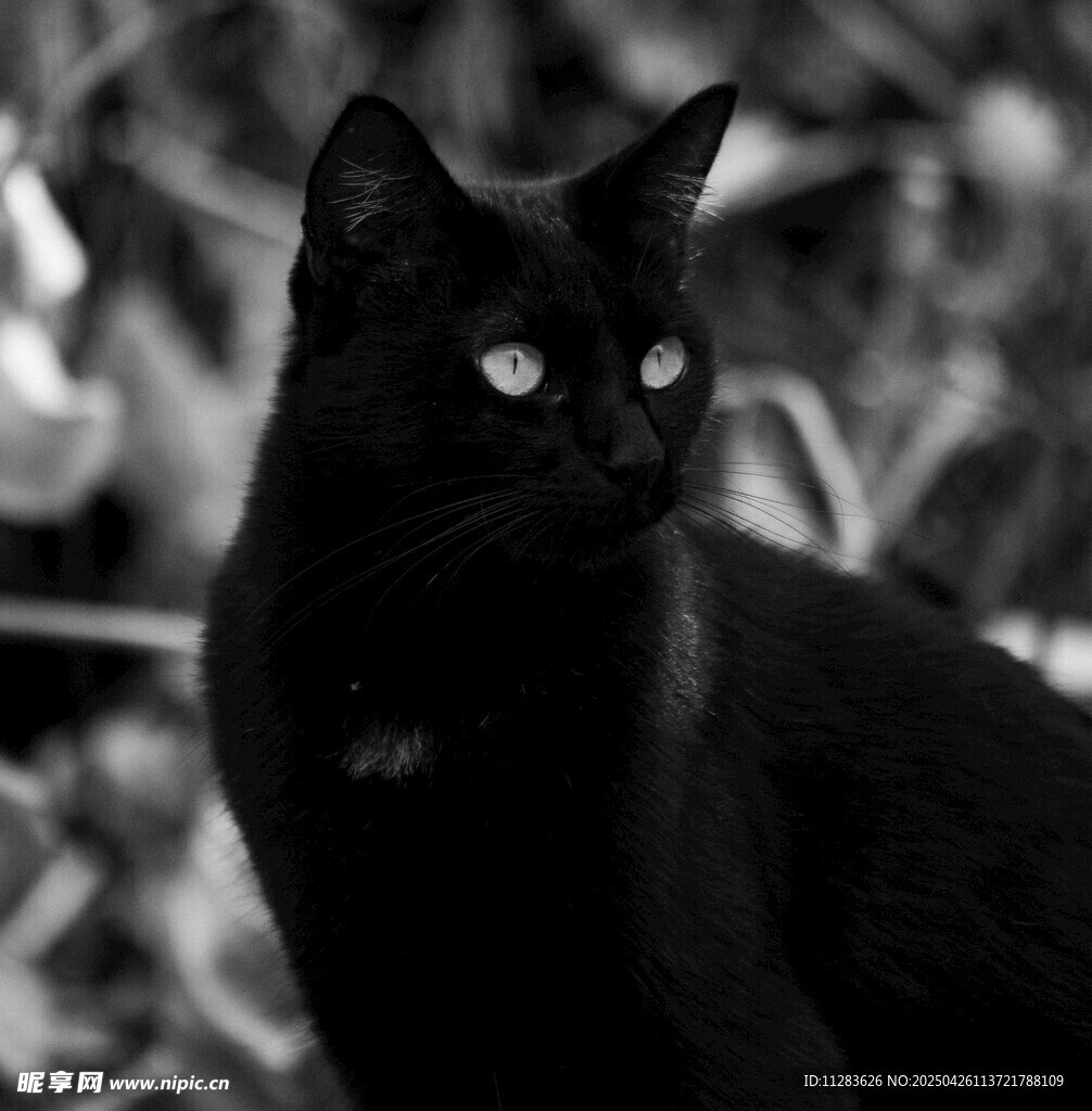 黑猫凝视