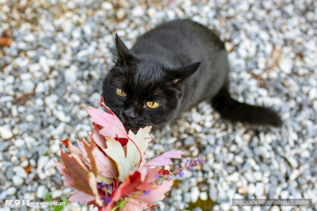 黑猫嗅闻艳丽花朵