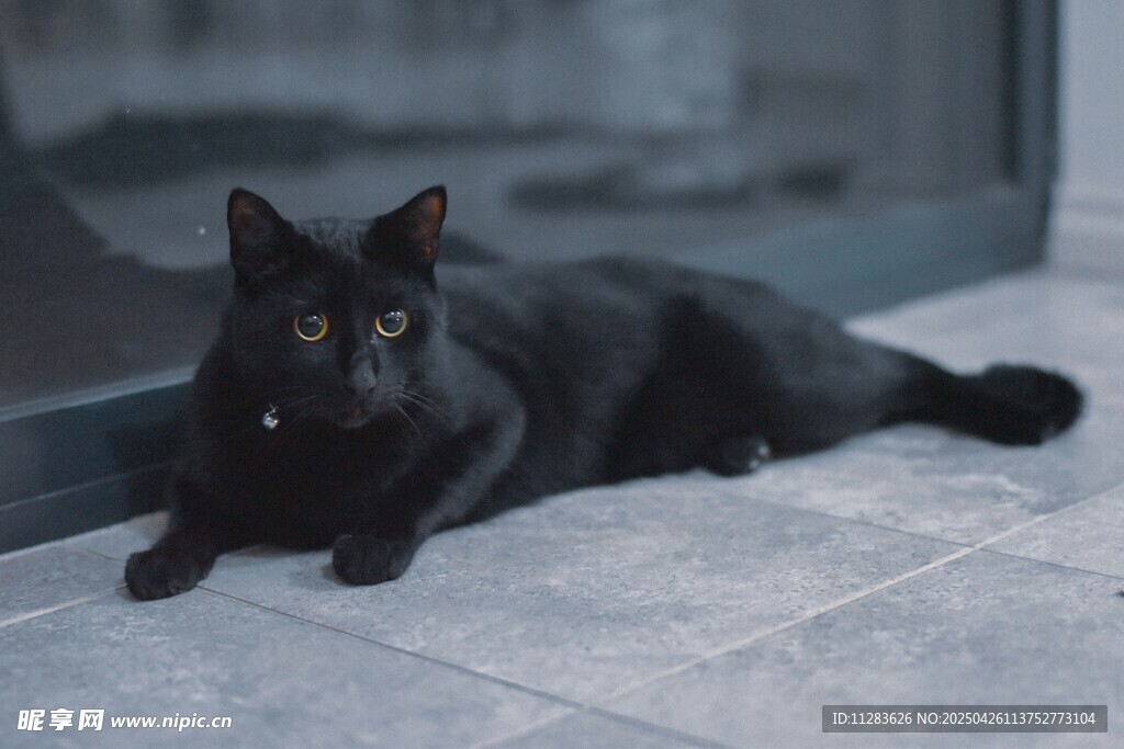 黑猫慵懒趴地