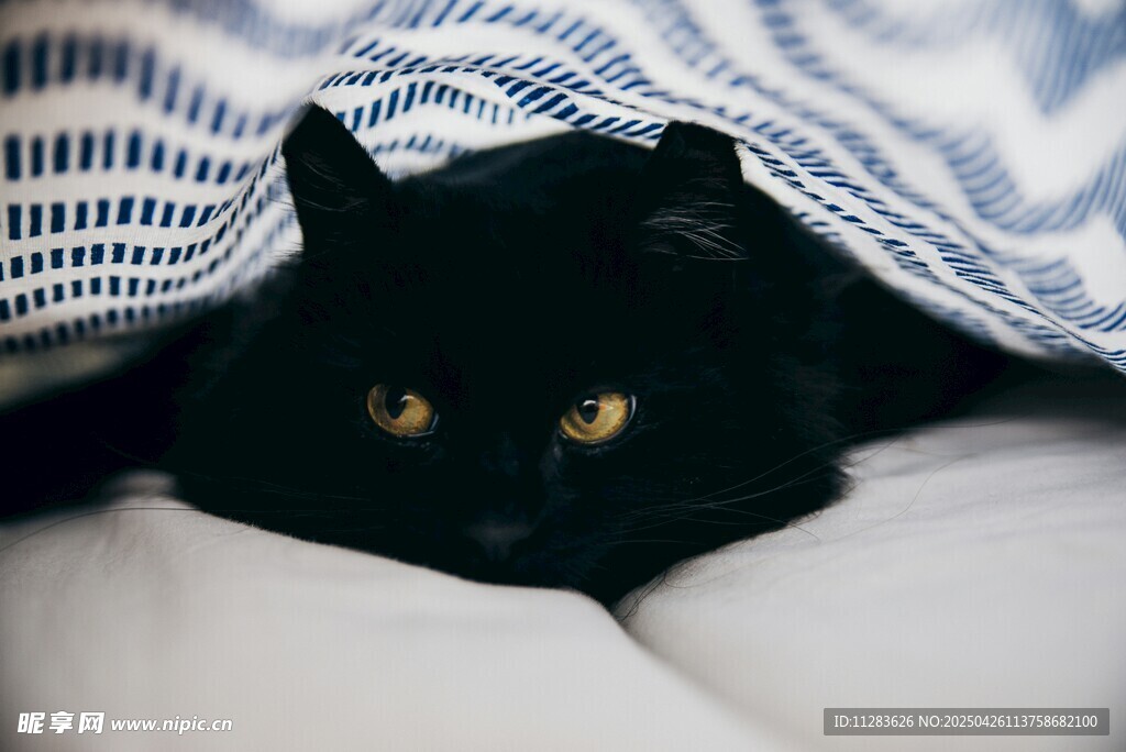 被窝里的黑猫