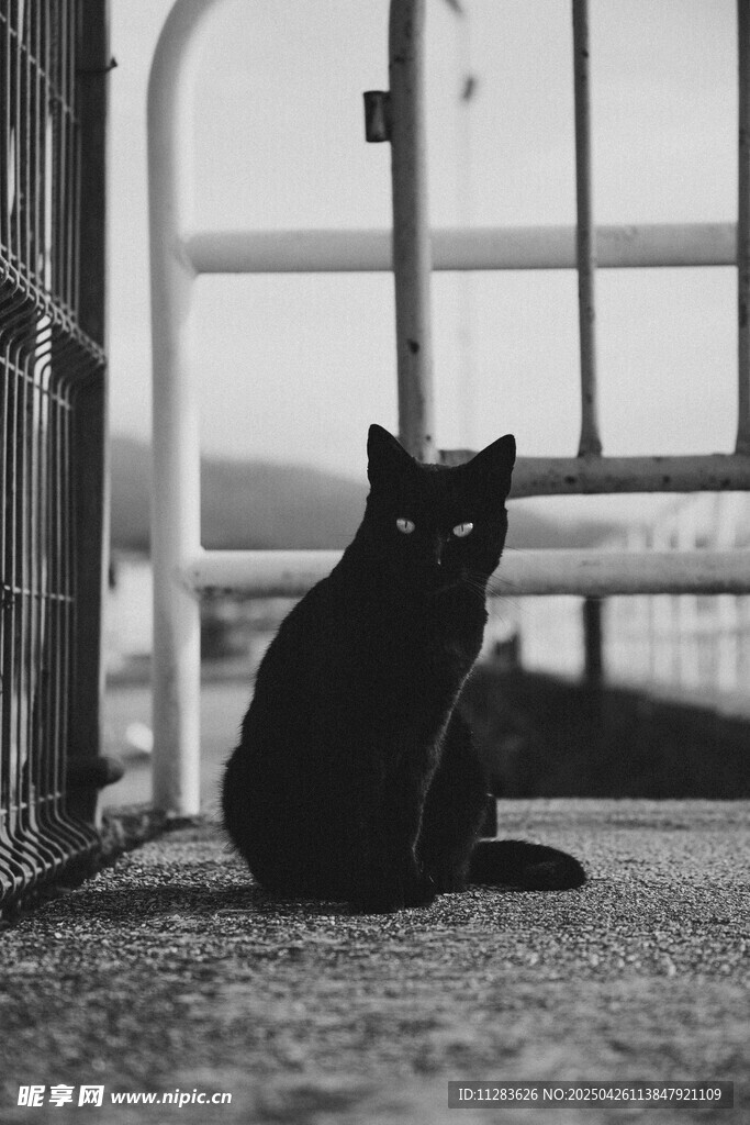 黑猫独坐户外铁门旁
