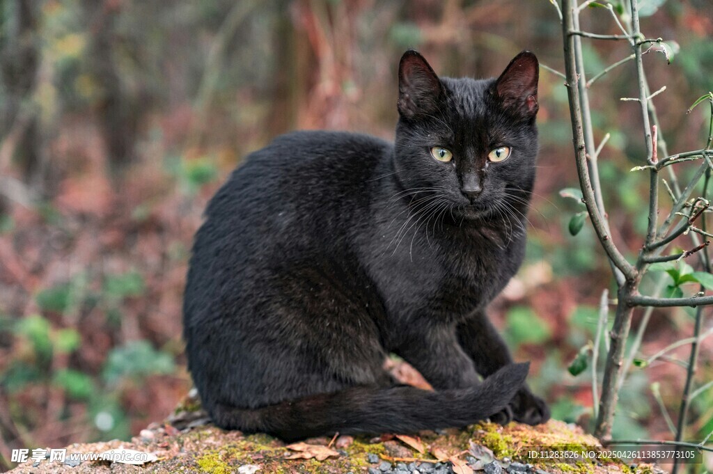 黑猫坐于林间岩石上