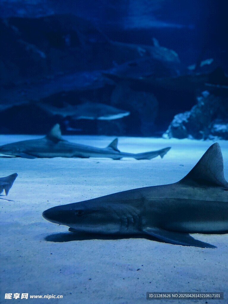 水族馆中的鲨鱼静静休憩