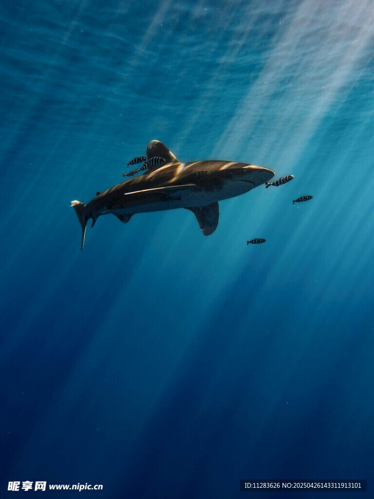 深海中遨游的鲨鱼