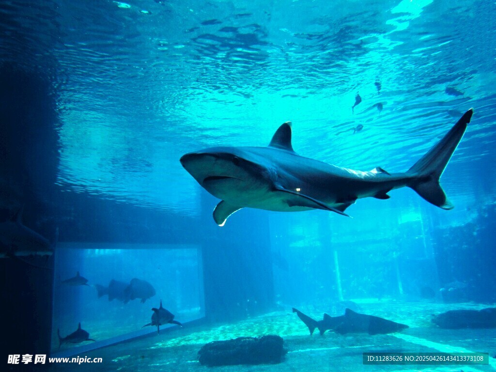 水族馆中畅游的凶猛鲨鱼