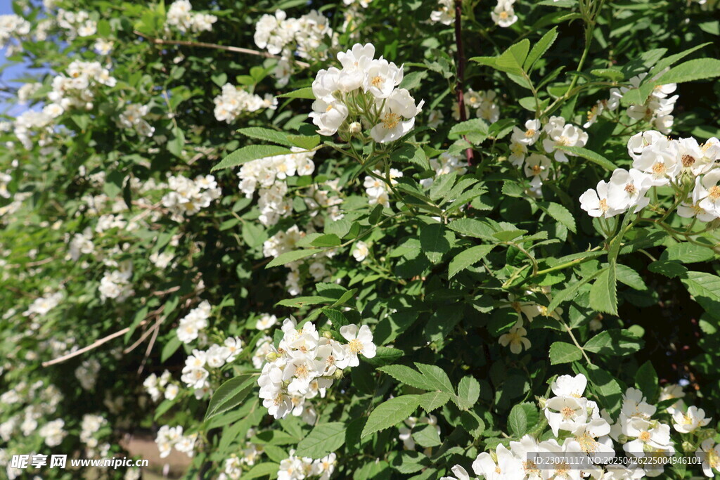 白色野蔷薇