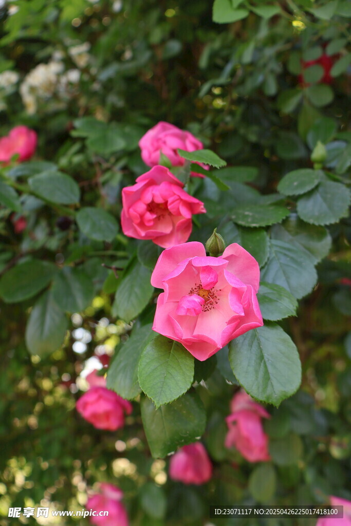 月季花