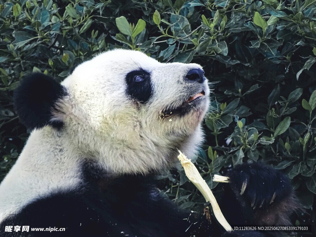 熊猫惬意进食竹子