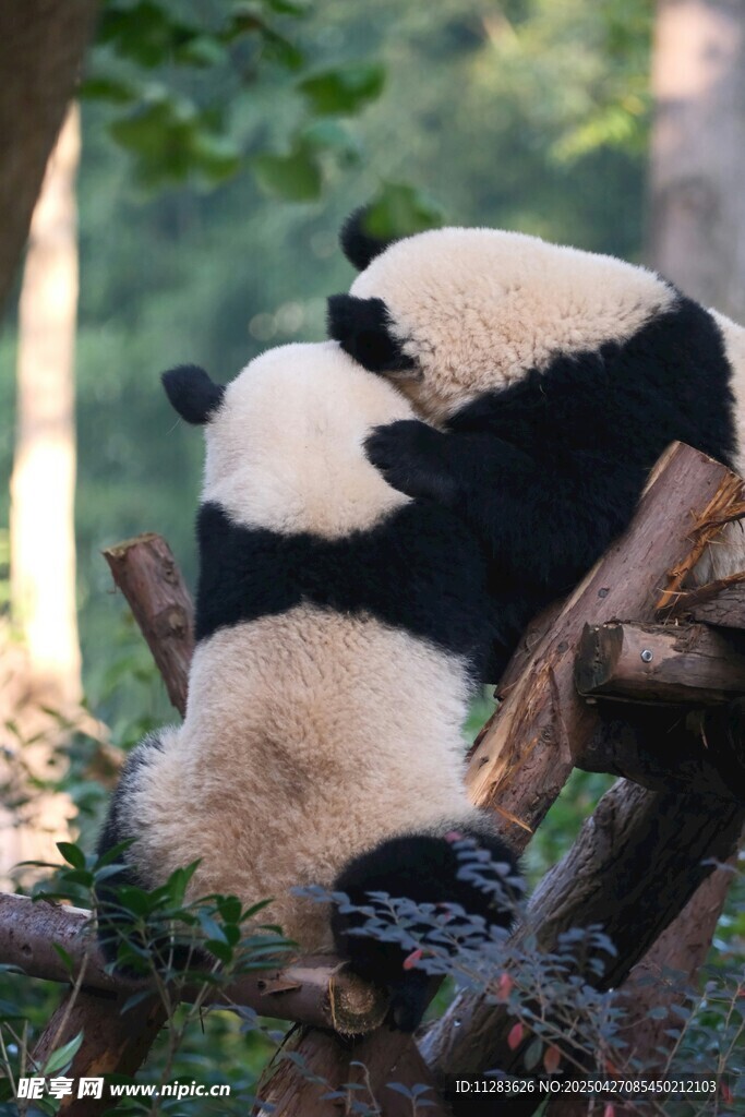 两只熊猫依偎在树枝上