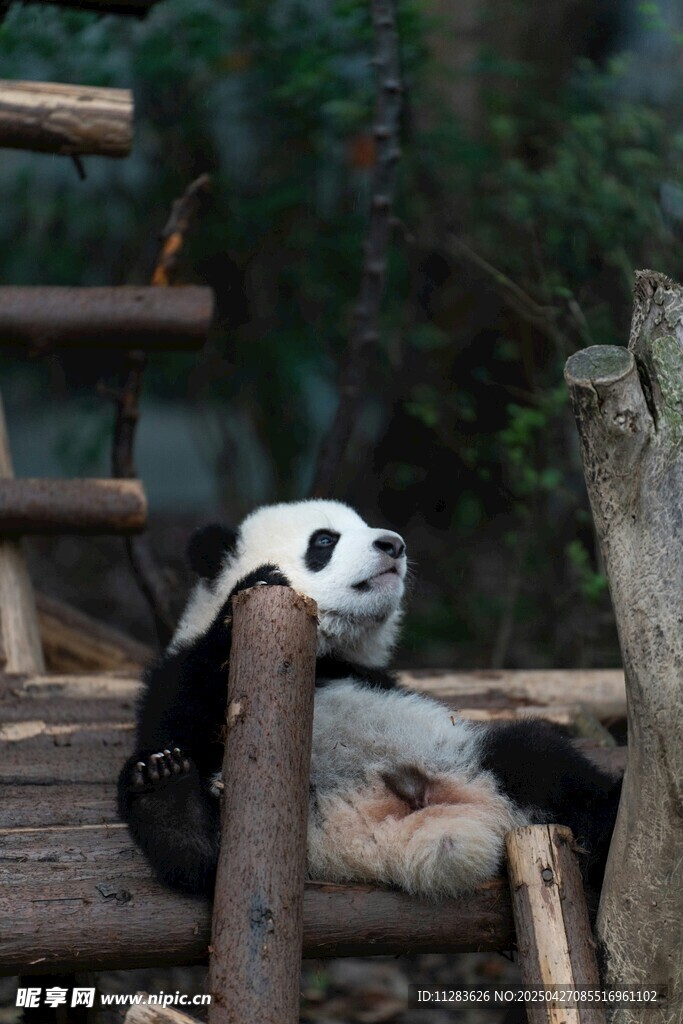 熊猫惬意躺卧在木架上