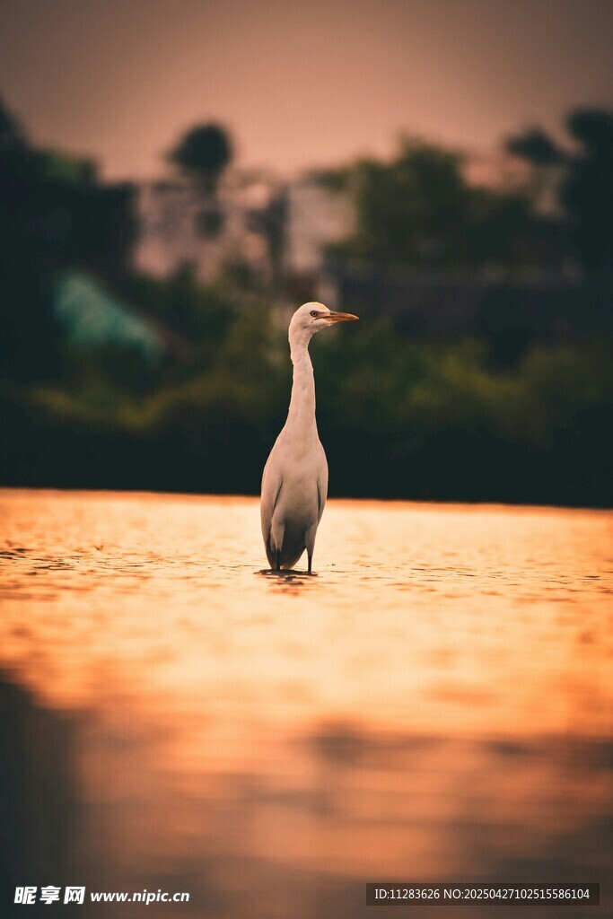 夕阳下的水中鹭鸟