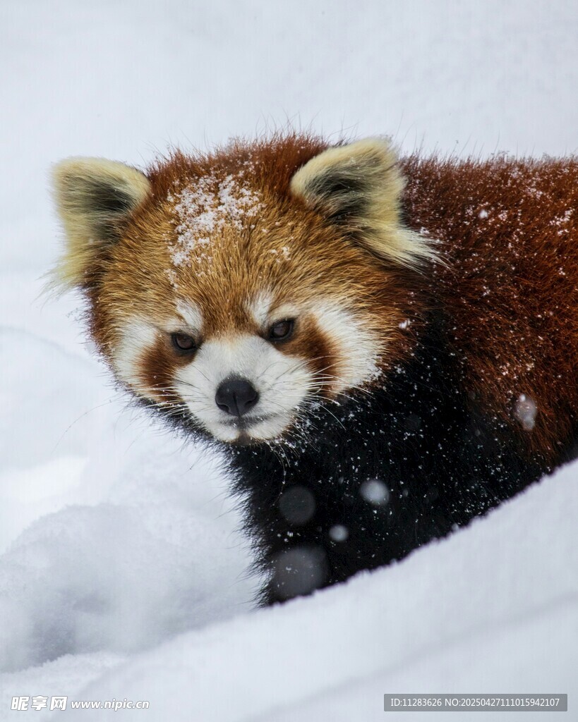 雪中的小熊猫
