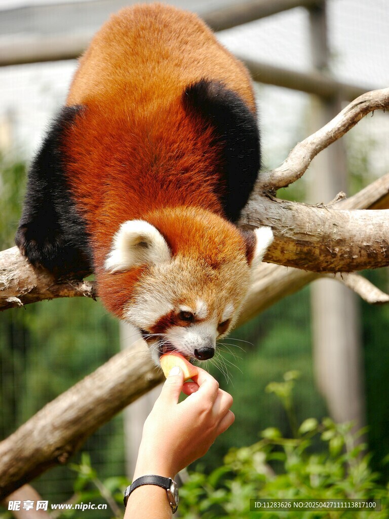 小熊猫惬意进食