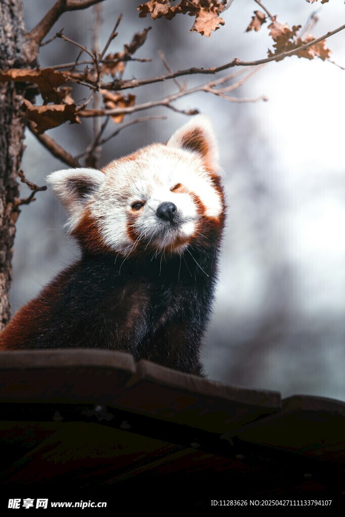 可爱小熊猫栖息于枝头