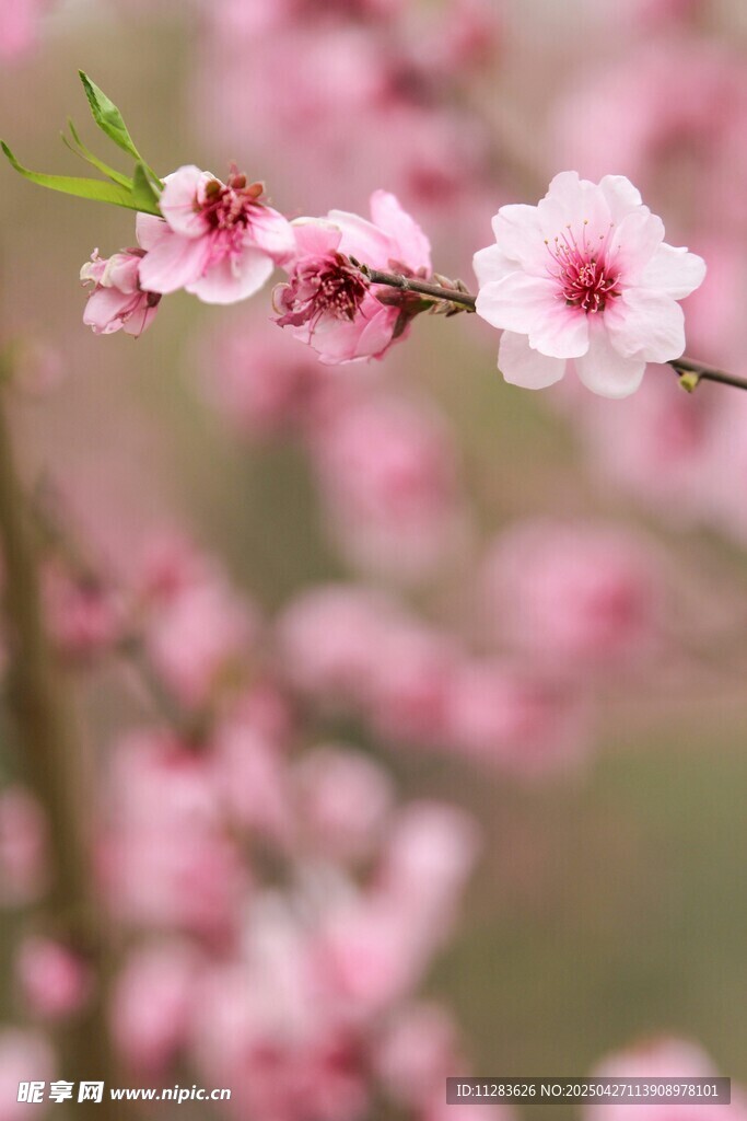 枝头绽放的粉嫩桃花