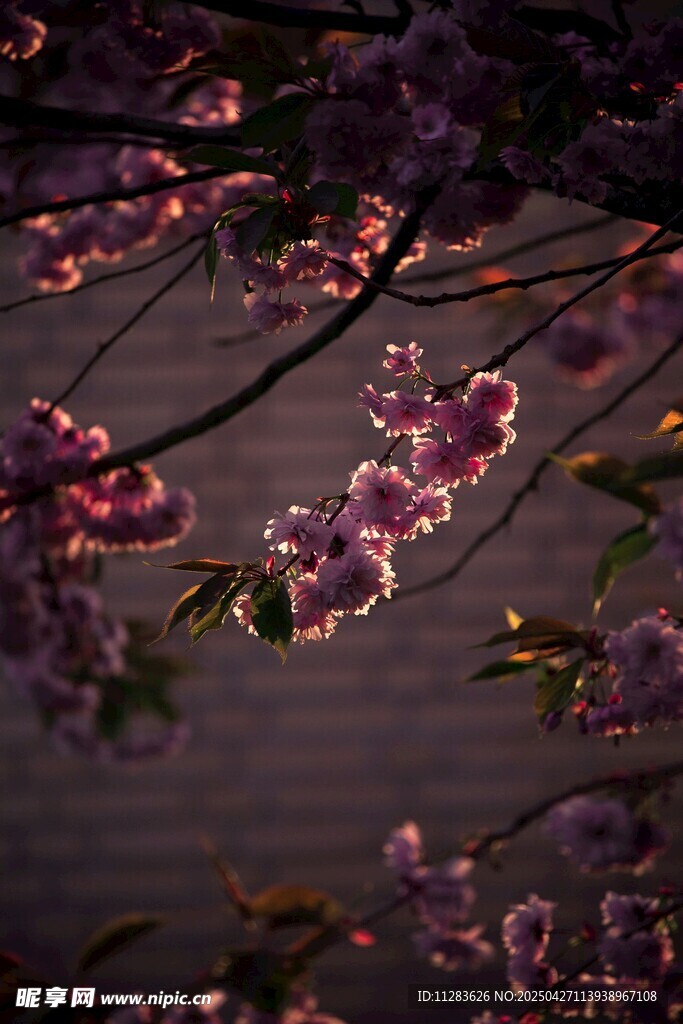 夜幕下的娇艳桃花