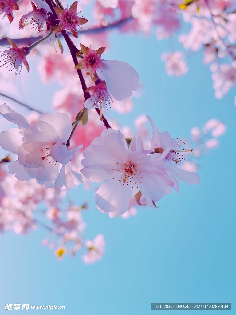 蓝天映衬下的粉嫩樱花
