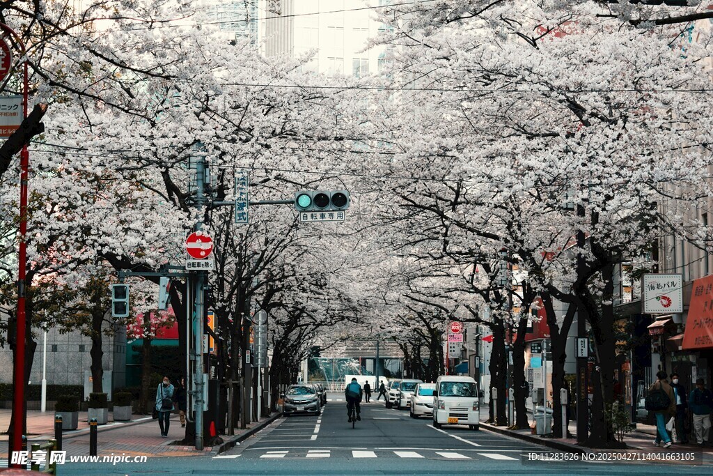 街道樱花盛开的美丽景象