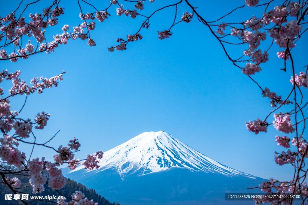 富士山下烂漫樱花绽放