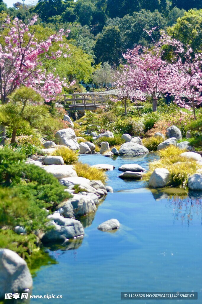 春日溪边烂漫樱花景致
