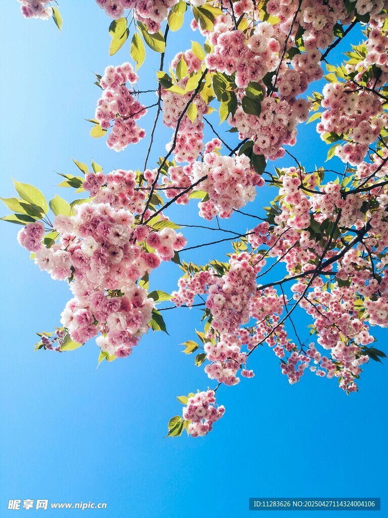 蓝天映衬下的烂漫樱花