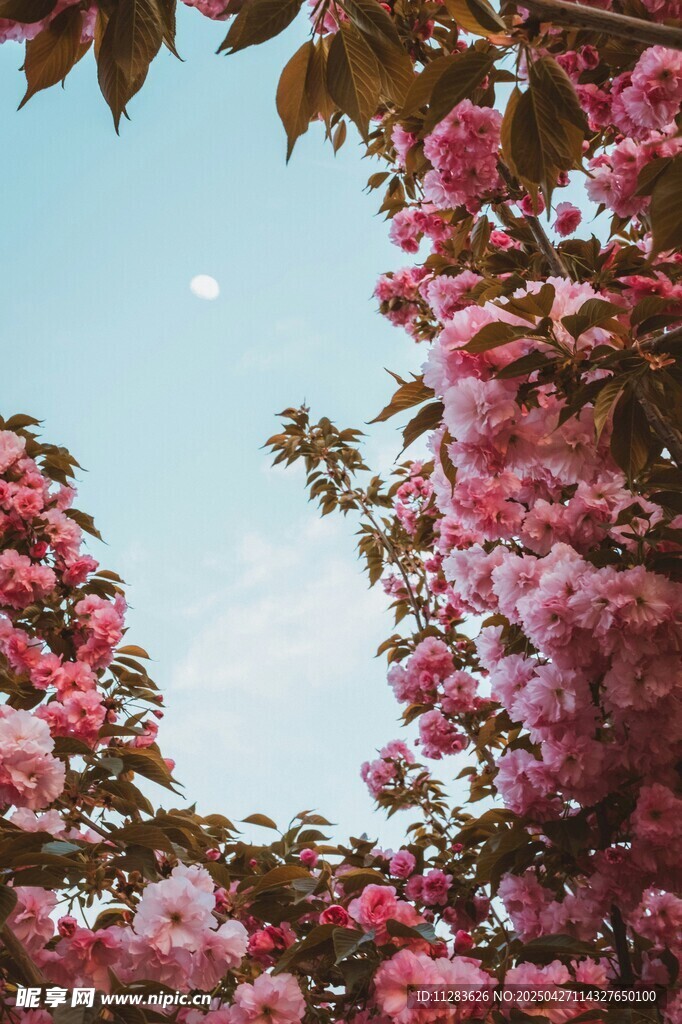 烂漫樱花映蓝天