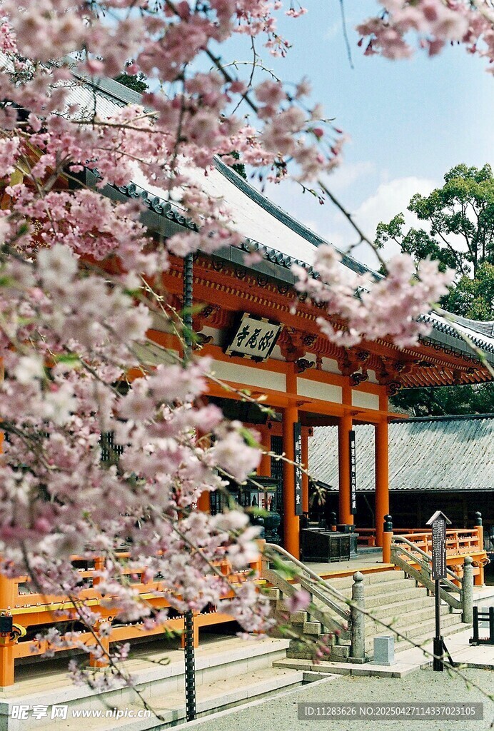 樱花下的日式传统建筑