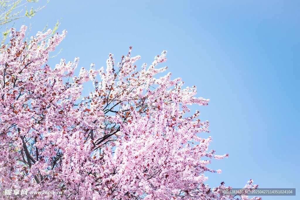 春日烂漫樱花枝头绽放