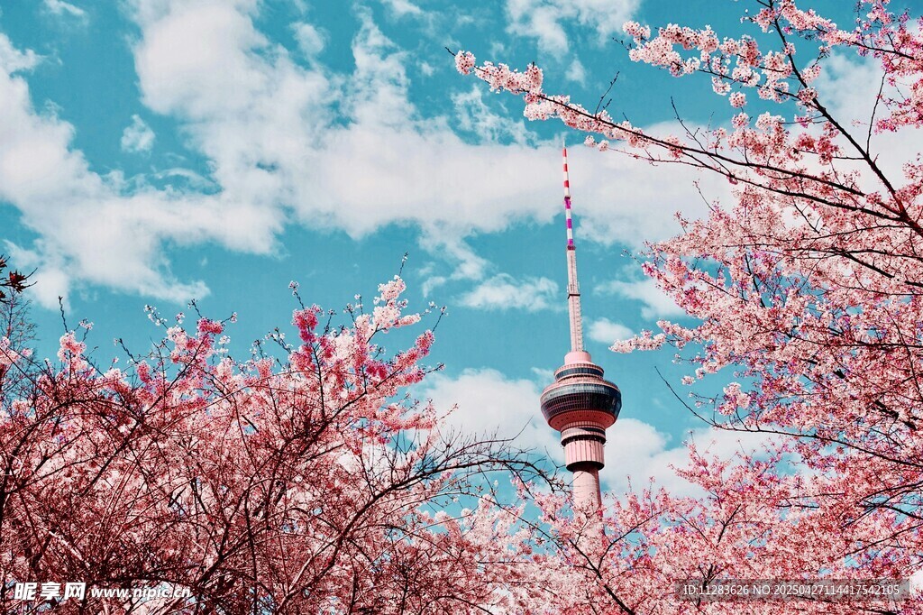 樱花映衬下的高塔美景