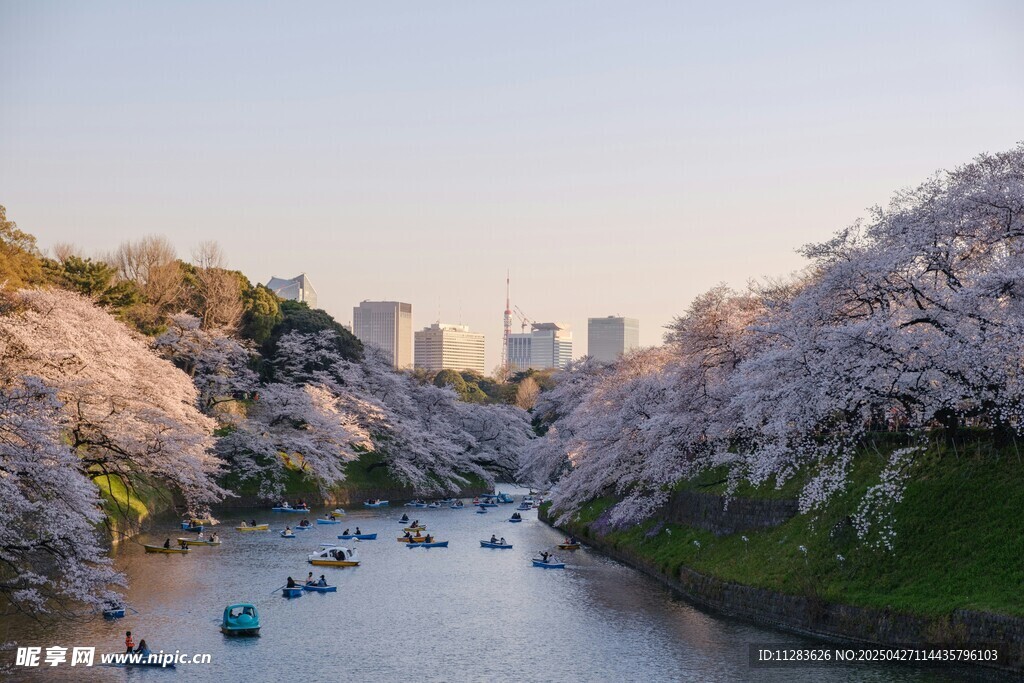 河畔烂漫樱花与游船美景