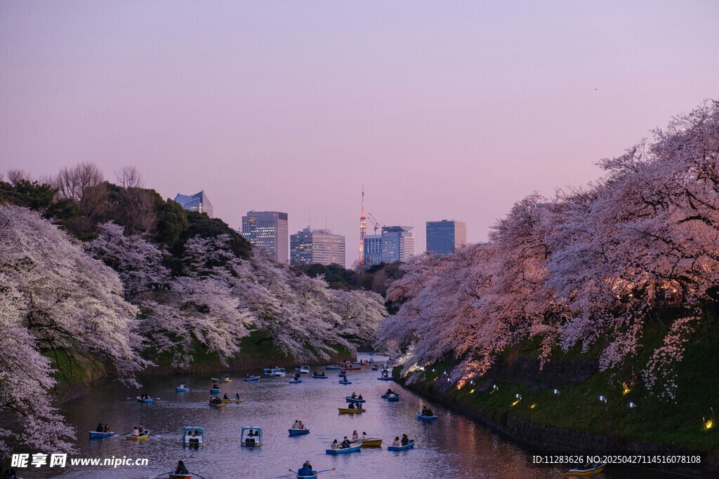 河畔樱花下的泛舟美景
