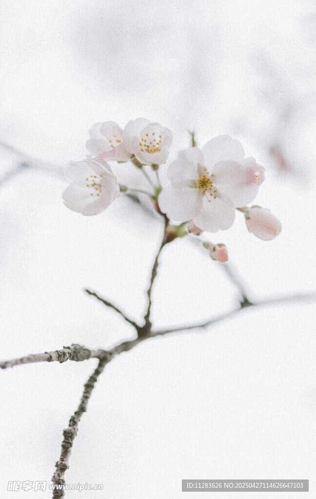 雪中绽放的娇美樱花