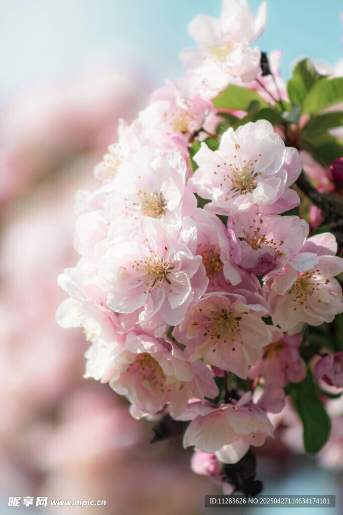 粉嫩樱花绽放枝头