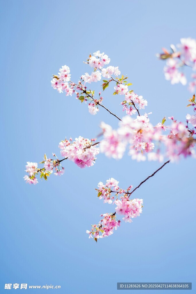 蓝天映衬下的粉嫩樱花枝