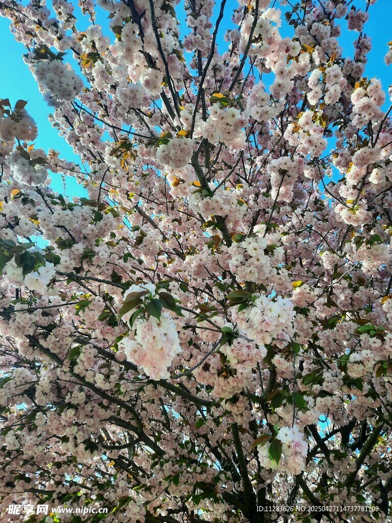 盛开的樱花树