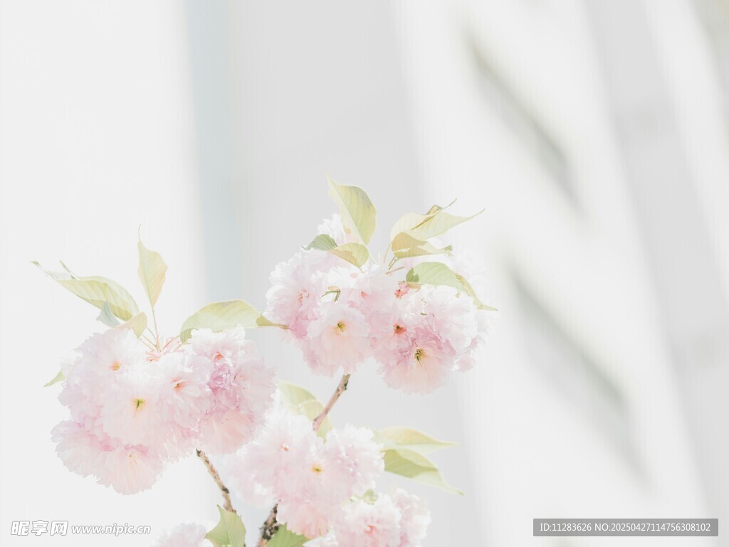 粉嫩樱花