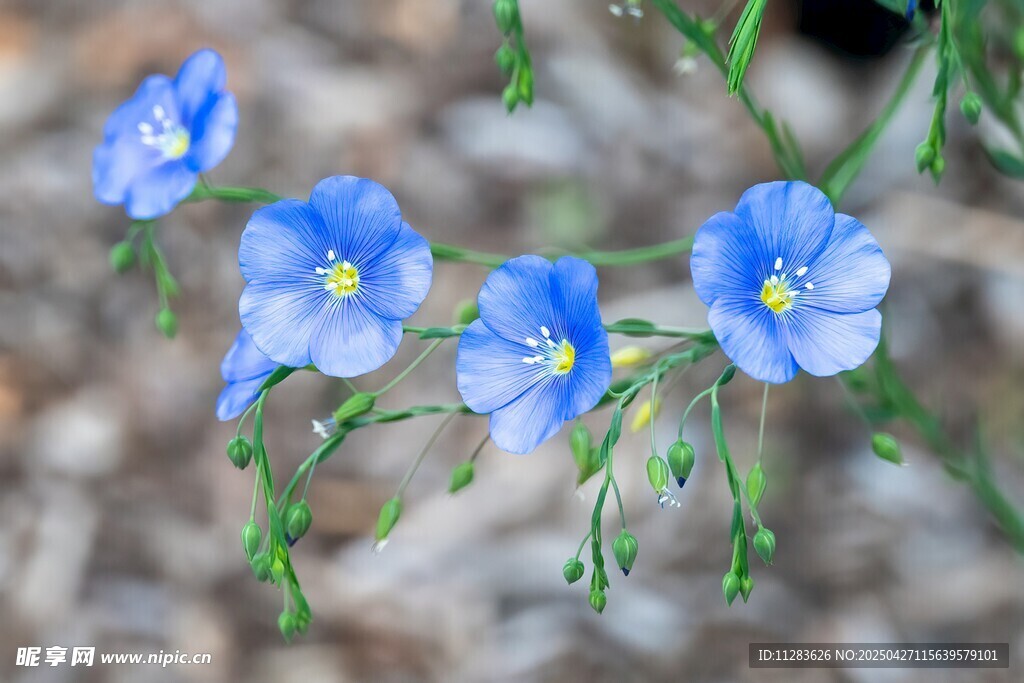 牵牛花